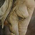 The Elder