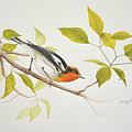 Blackburnian Warbler
