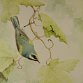 Golden-winged Warbler