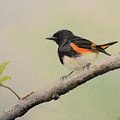 American Redstart
