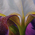 Bearded Iris