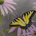 Butterfly on Coneflower