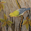 Prothonotary Warbler